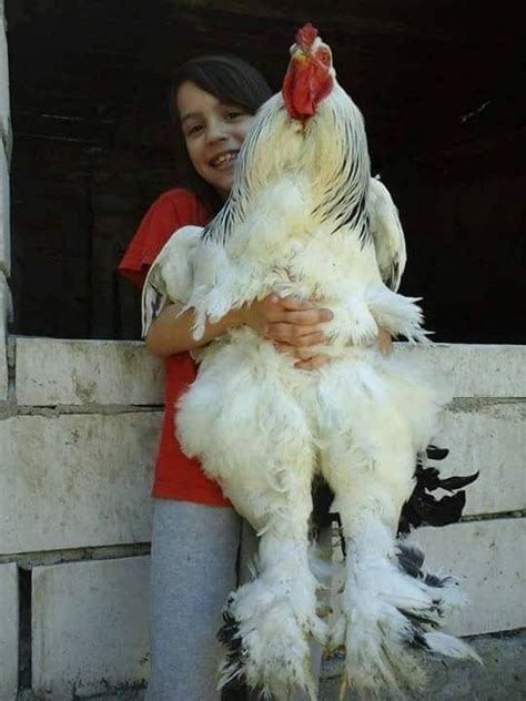 Pin by Amalie Poulsen on galo | Pet chickens, Fancy chickens, Beautiful ...