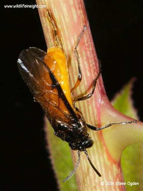 Identification of Sawfly caterpillars on garden plants, shrubs, trees ...