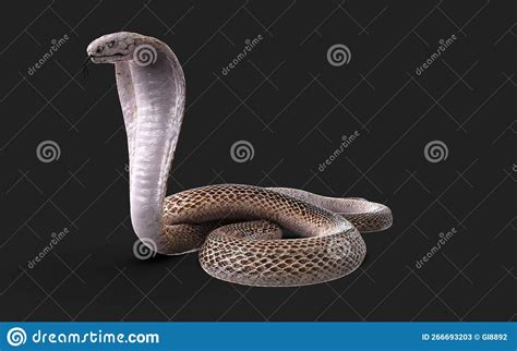 Albino King Cobra Snake White And Brown Cobra Snake With Clipping Path. Stock Image ...