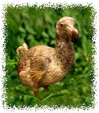 Facts and information about the Dodo, plus plush toy Dodo birds are at The Aviary at the Forest ...