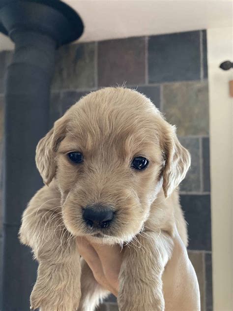 Goldendoodle Puppies | PetClassifieds.com