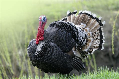 America's Premier Turkey Hunting Spots