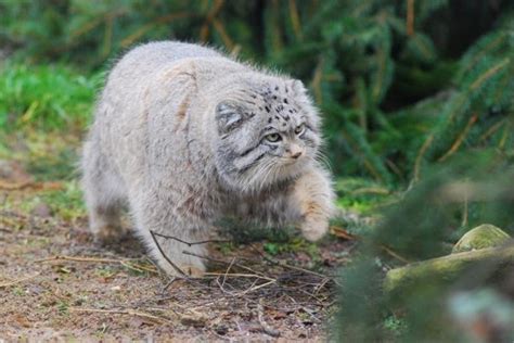 First steps for Highland Wildlife Park's Pallas kittens - Young Post ...