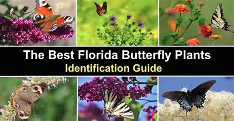 The Best Florida Butterfly Plants (With Pictures) - Identification Guide