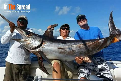 Swordfish Migration - The Long Journey of an Apex Predator | In The Spread