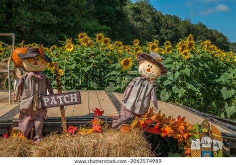 1,146 Sunflower Scarecrow Images, Stock Photos & Vectors | Shutterstock