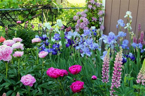 World of Irises: "Talking Irises" THE BLUE IRIS GARDEN -- Planting A Monochromatic Tall Bearded ...