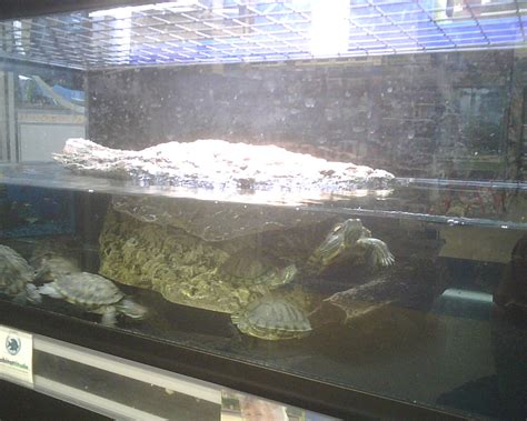 turtle tanks petco