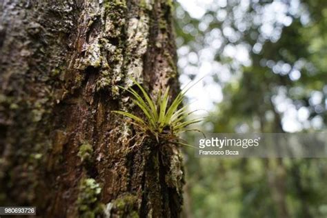 Coro Venezuela Photos and Premium High Res Pictures - Getty Images