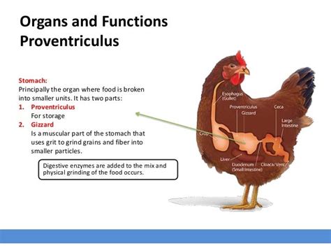 Avian Digestive System