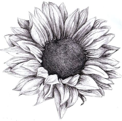 Sunflower Clipart Sunflower Outline Pencil And In Color - Infoupdate.org | Sunflower drawing ...