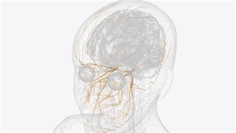 624 Cranial Nerve Face Royalty-Free Photos and Stock Images | Shutterstock