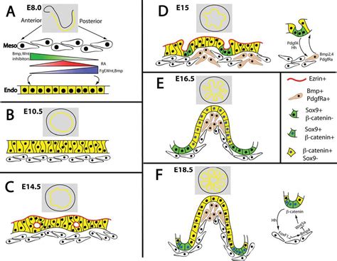 Figure 4 from Vertebrate intestinal endoderm development. | Semantic Scholar