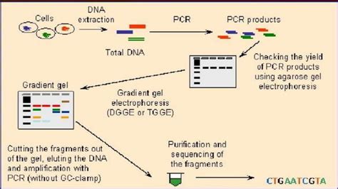 SNP Detection Methods and applications