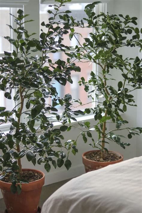 14 Things Nobody Tells You About Indoor Citrus Trees - Gardenista