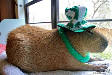 Image result for capybara partyhat | Capybara, Baby animals, Animals ...