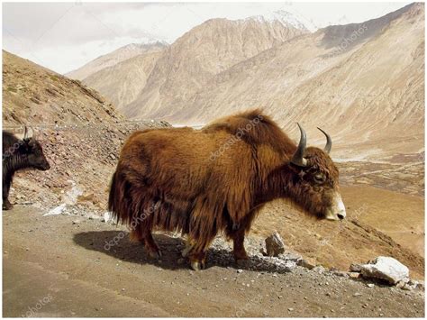 Himalayas animals (Ladakh) ⬇ Stock Photo, Image by © ratnavideo #10291868