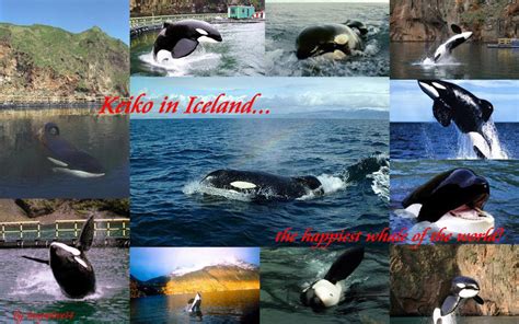 Keiko, the Orca in Iceland by Snapelove14 on DeviantArt