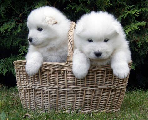 Samoyed Dog - All Big Dog Breeds