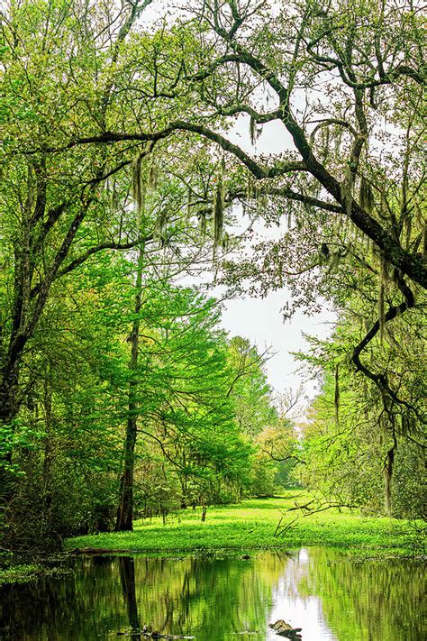 Jean Lafitte Swamp-002-Ca Photograph by David Allen Pierson - Fine Art America