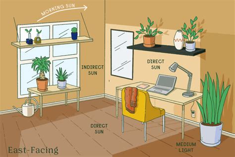 Indoor Plant Lighting 101 | Bloomscape