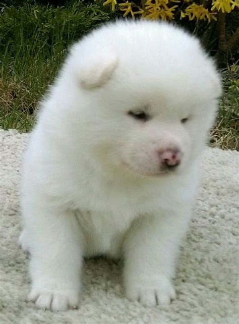 White akita puppies | Akita dog, Akita puppies, Puppies