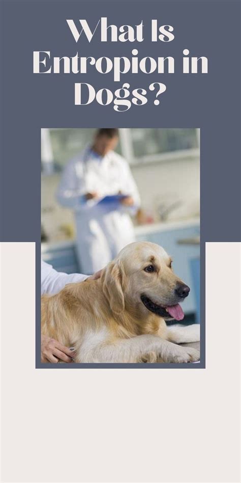 What Is Entropion in Dogs? | Dogs, Dog health tips, Dog health