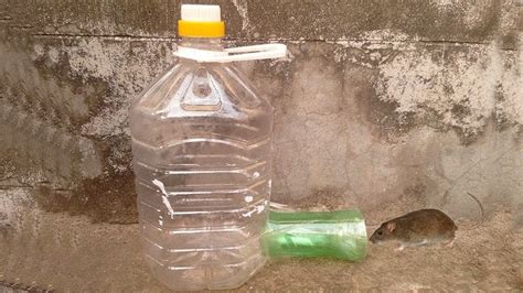 Rat Traps Homemade , How to Make a Simple Mouse Trap from Plastic Bottle | Mouse traps, Rat ...