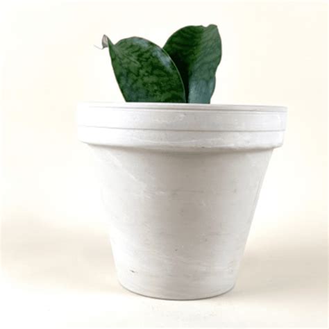 Sansevieria ‘Whale Fin’ – Uncle John's Home & Garden