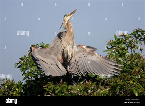 Great Blue Heron wings stretched out, Florida, USA Stock Photo - Alamy