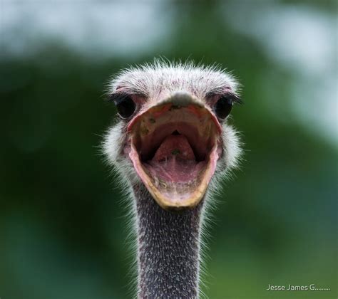 "Angry Ostrich" by Jesse James G......... | Redbubble