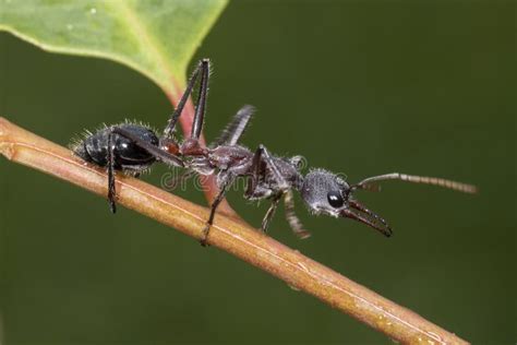 Australian Bull Ant Nest Against Blue Sky Stock Image - Image of ...