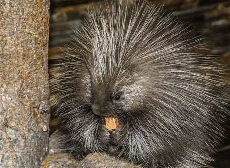 Porcupines in Texas: A Sticky Subject - Texas Wildlife Exemptions ...