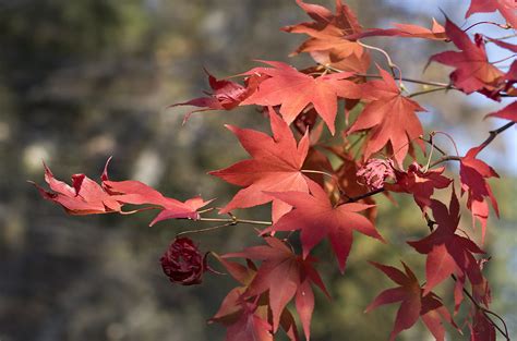 Japanese maple tree leaves | Japanese maple tree leaves | Flickr