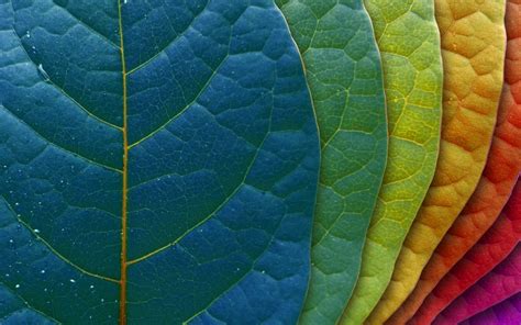 Download Artistic Leaf HD Wallpaper