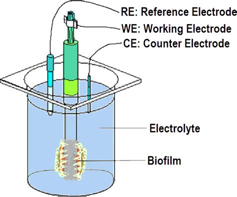 Scheme of an experimental 3 electrode electrochemical cell. | Download ...