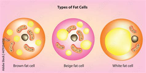 Types of fat cells (Anatomy of brown fat cell, beige fat cell, white fat cell) Stock Vector ...