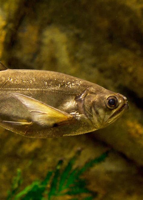 29 Vampire Fish Facts: Meet Amazon's Payara (Hydrolycus Scomberoides) | Storyteller Travel