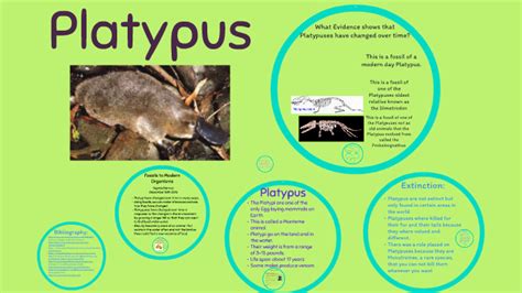 Evolution of a Platypus by Sophia B. on Prezi Next