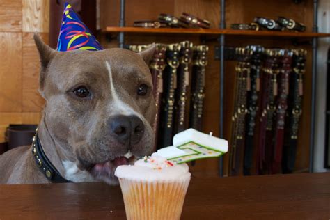 Daisy the pitbull tastes a cupcake for the first time at California ... | Pitbulls, Leather ...