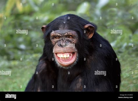 Chimpanzee teeth hi-res stock photography and images - Alamy