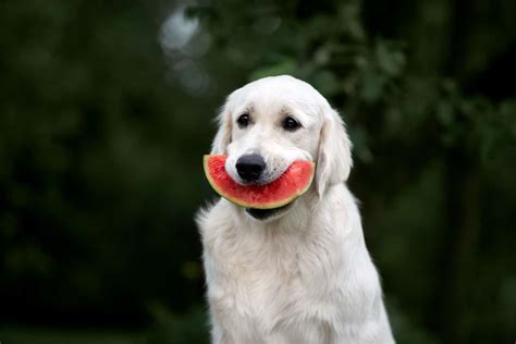 Can Dogs Eat Watermelon? 3 Best Tips On How To Serve It