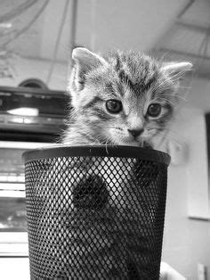 31 Cats in cups ideas | cats, cute animals, kittens