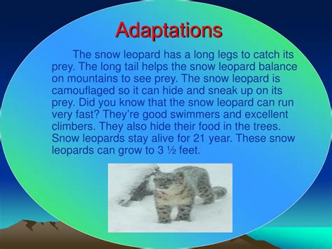 PPT - The Snow Leopard PowerPoint Presentation, free download - ID:6444335