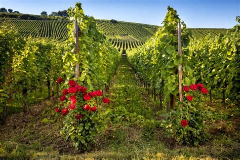 Alsace vineyards, France stock photo. Image of building - 105789332