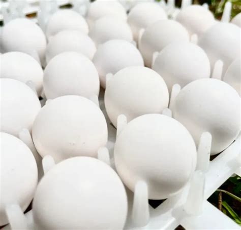 50 QTY NORTHERN bobwhite quail hatching eggs $60.00 - PicClick