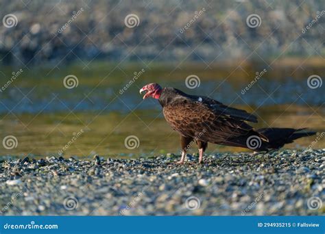 Turkey Vulture Feeding at Seaside Beach Stock Image - Image of raised ...