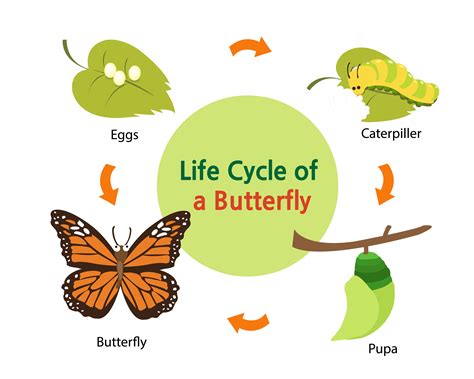 Lifespan of Different Types of Butterflies - PestWiki