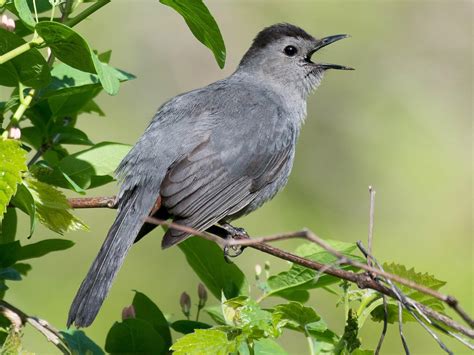 Gray Catbird - NestWatch