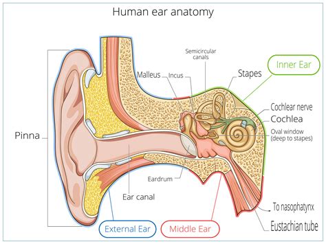 Labeled Diagram Of The Ear External Ear Diagram Labeled